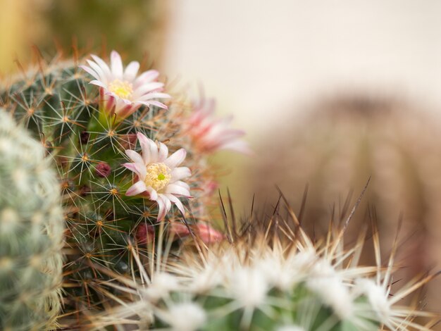 Fiori di cactus rosa Mammillaria Peacock