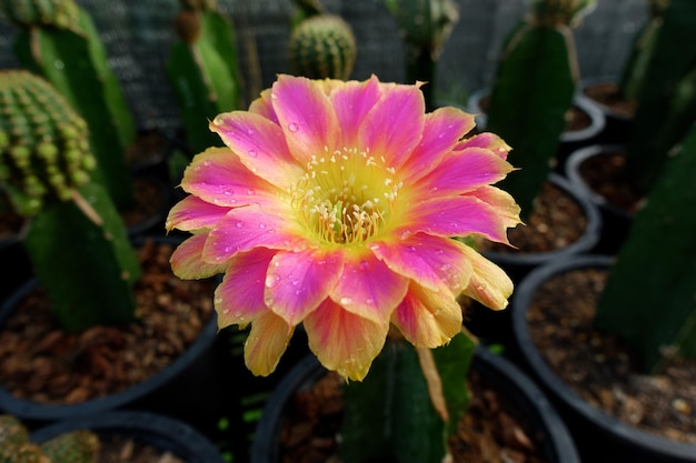 Fiori di cactus sbocciano Echinopsis 'Sunny' affascinante cactus con giallo e fucsia