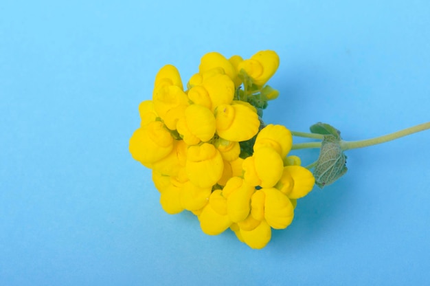 Fiori di Calceolaria su sfondo blu