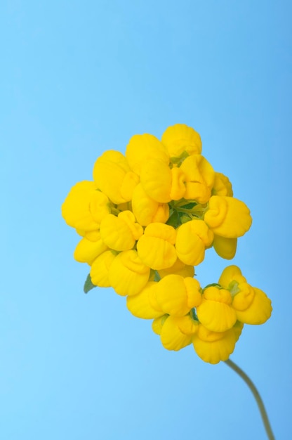 Fiori di Calceolaria su sfondo blu