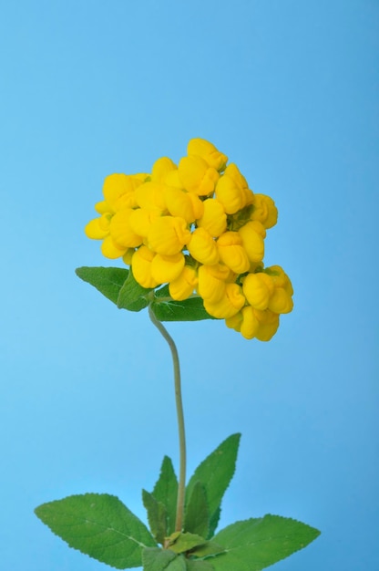 Fiori di Calceolaria su sfondo blu