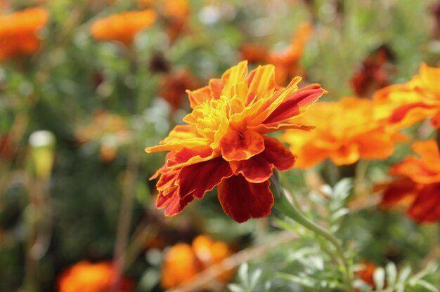 Fiori di calendula arancioni e marroni che fioriscono nel giardino di campo