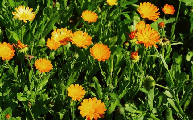 fiori di calendula che crescono su un letto in un giardino di fiori