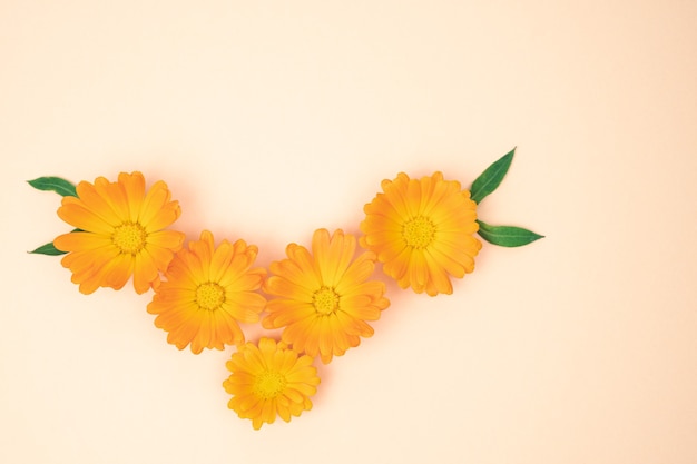 Fiori di calendula gialla con foglie su sfondo rosa. Copia spazio.