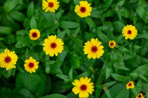 fiori di calendula gialla su uno sfondo di foglie verdi