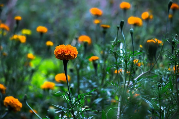 Fiori di calendula gialli e arancioni Tagete in fiore tra altri fiori nel giardino