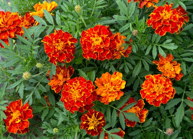 Fiori di calendula in giardino