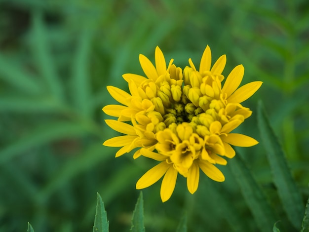 Fiori di calendula in giardino