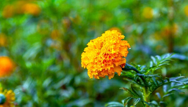 Fiori di calendula in un campo in un giorno senza il sole campo agricolo con fioritura