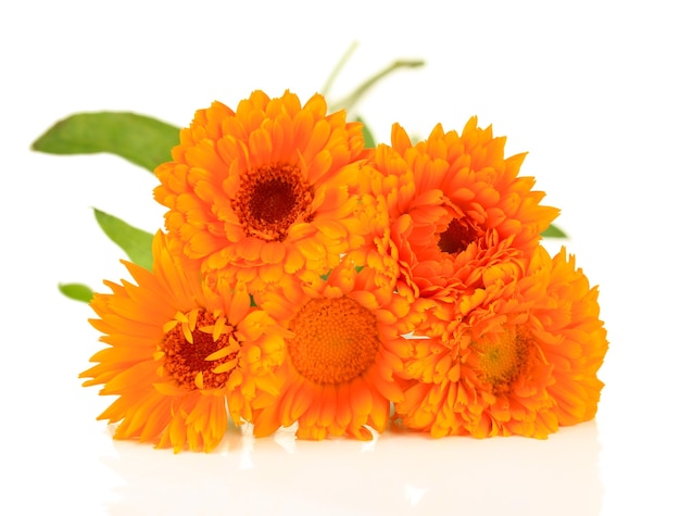 Fiori di calendula isolati su bianco