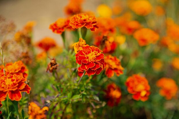 Fiori di calendula nel giardino estivo. Fiore di calendula su sfondo naturale sfocato. Fiori che sbocciano con petali gialli e arancioni. Natura e ambiente. Negozio floreale e design.