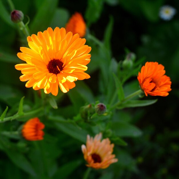 Fiori di calendula officinalis in giardino