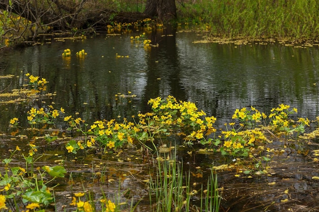 Fiori di calendula palustre in fiore