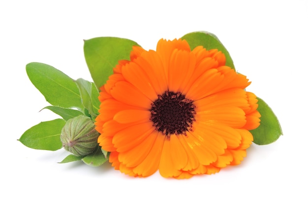 Fiori di calendula singoli.