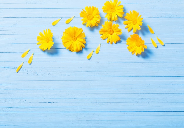 Fiori di calendula su fondo di legno blu