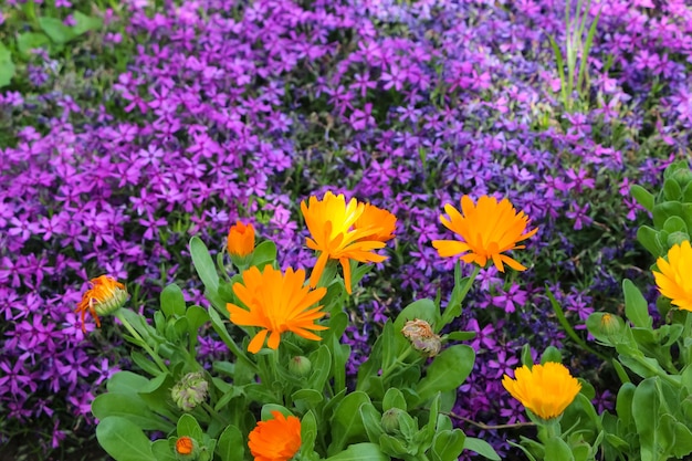 Fiori di calendula su sfondo naturale giardino violaverde