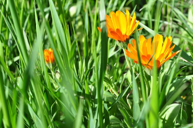 Fiori di calendula su un prato verdeGiorno di sole primaverileCartolina Festa della mamma Giornata internazionale della donna San Valentino compleanno celebrazione concetto