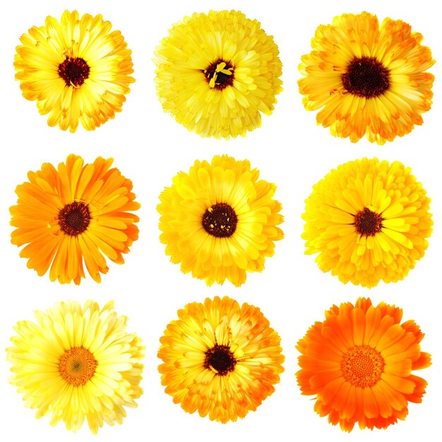 Fiori di calendula