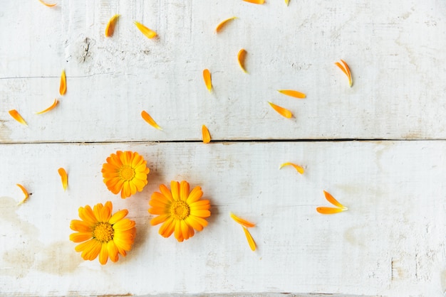 Fiori di calendula