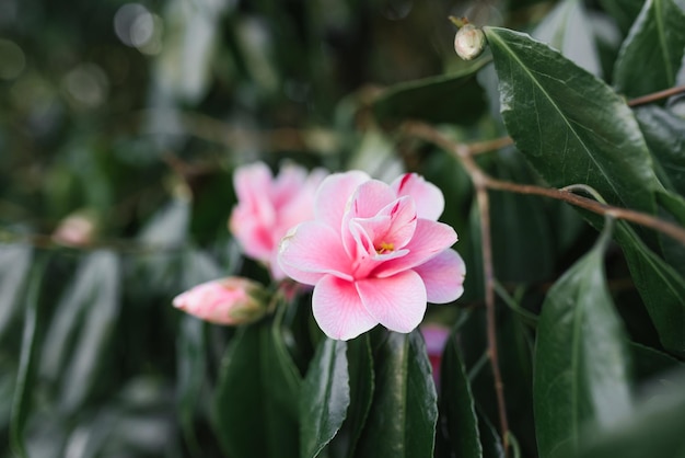 Fiori di camelia rosa su un albero sempreverde nel parco