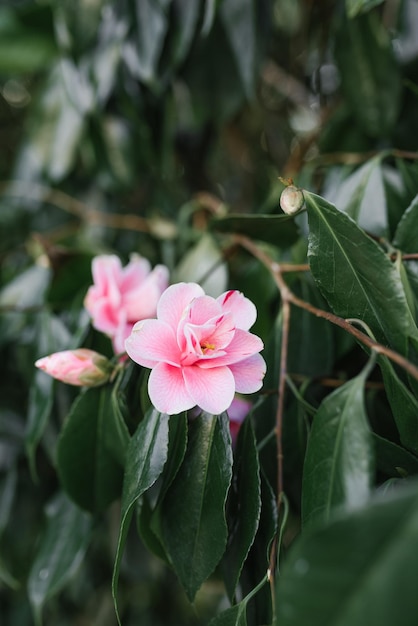 Fiori di camelia rosa su un albero sempreverde nel parco