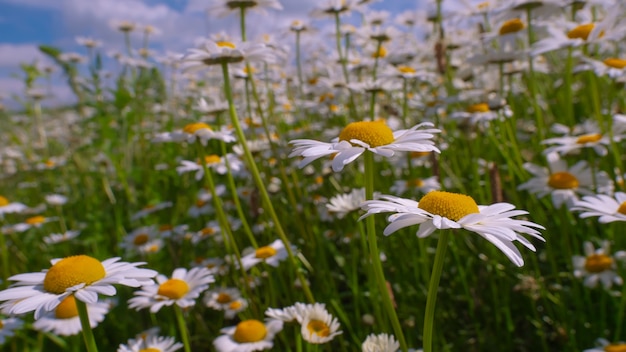 Fiori di camomilla fioriti su un campo