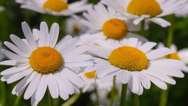 Fiori di camomilla fioriti su un campo