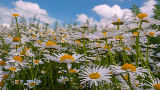 Fiori di camomilla fioriti su un campo