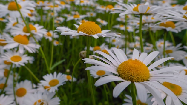 Fiori di camomilla fioriti su un campo