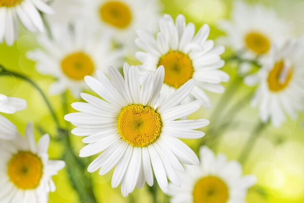 Fiori di camomilla in fiore su uno sfondo bokeh di fondo