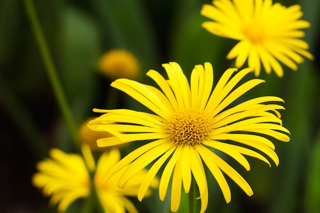 fiori di camomilla in fiore