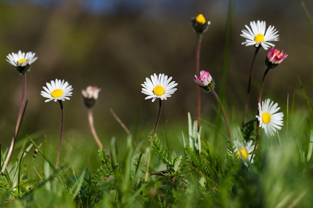 Fiori di camomilla in un primo piano di campo, effetto bokeh