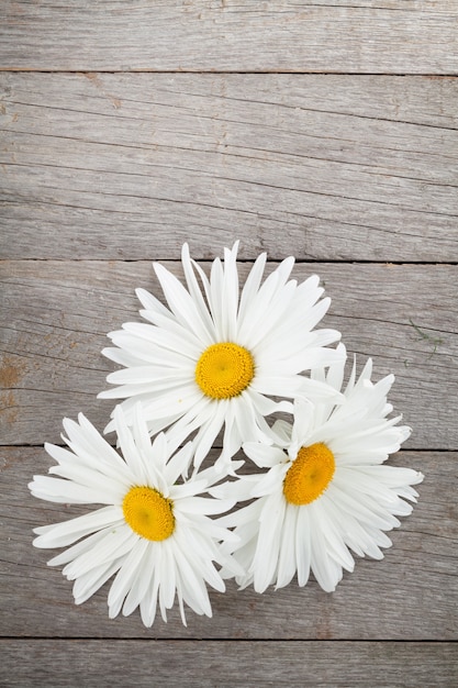 Fiori di camomilla margherita su sfondo tavolo in legno con spazio copia