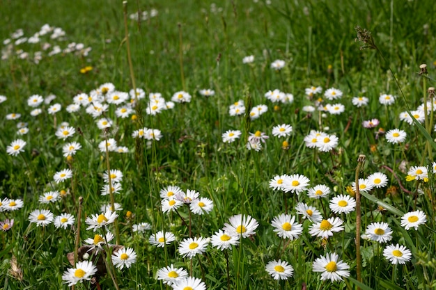 Fiori di camomilla margherita tra l'erba del prato