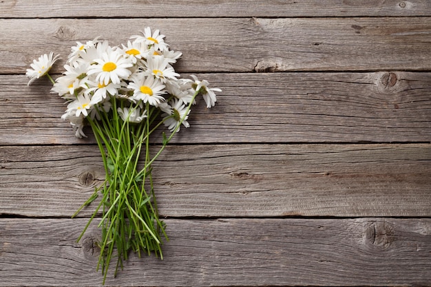 Fiori di camomilla margherita