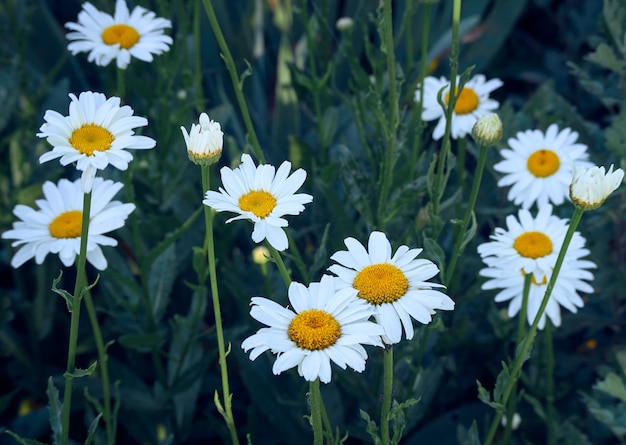 Fiori di camomilla nel prato