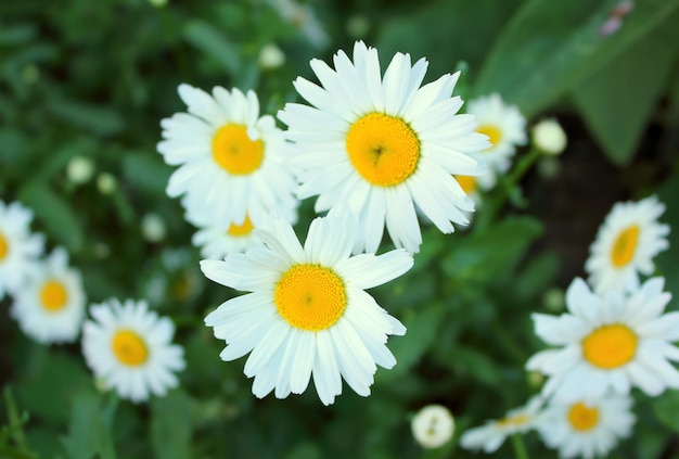 Fiori di camomilla nell'erba verde Primo piano foto