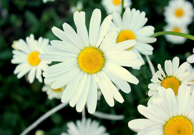 Fiori di camomilla nell'erba verde