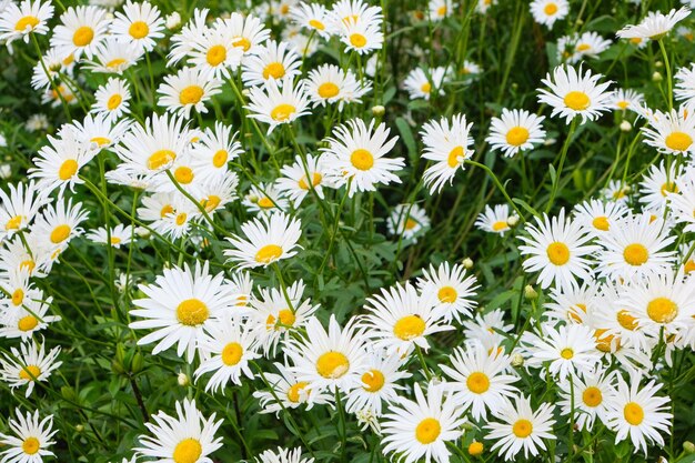 Fiori di camomilla prato bella natura