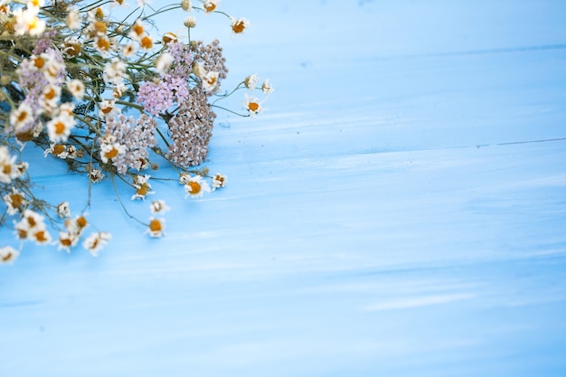 Fiori di camomilla secchi su fondo di legno blu