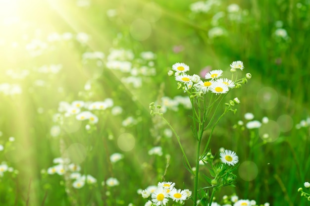 Fiori di camomilla selvatica che crescono sull'immagine a macroistruzione del prato verde con luce solare