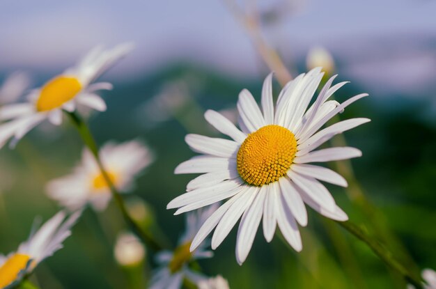 Fiori di camomilla selvatica