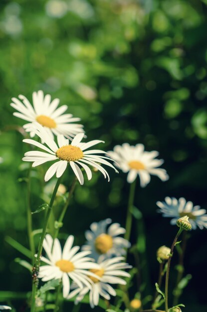 Fiori di camomilla selvatica