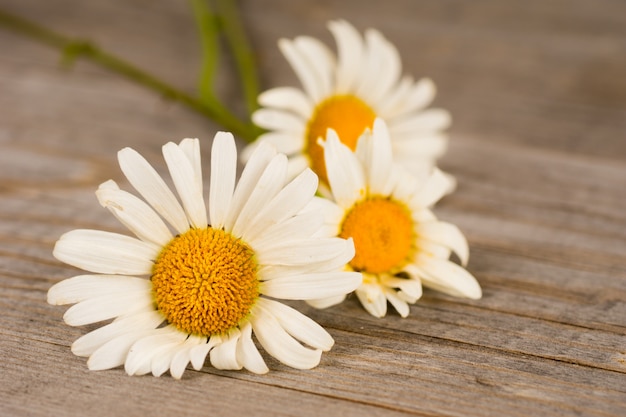 Fiori di camomilla su assi di legno rustici