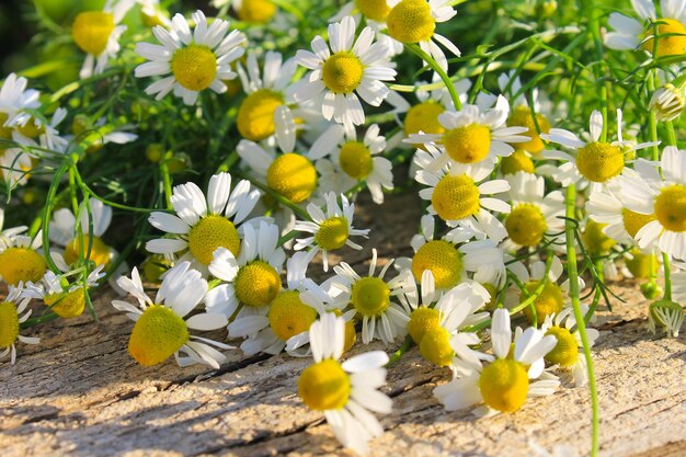 Fiori di camomilla su fondo in legno