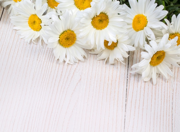 Fiori di camomilla su legno