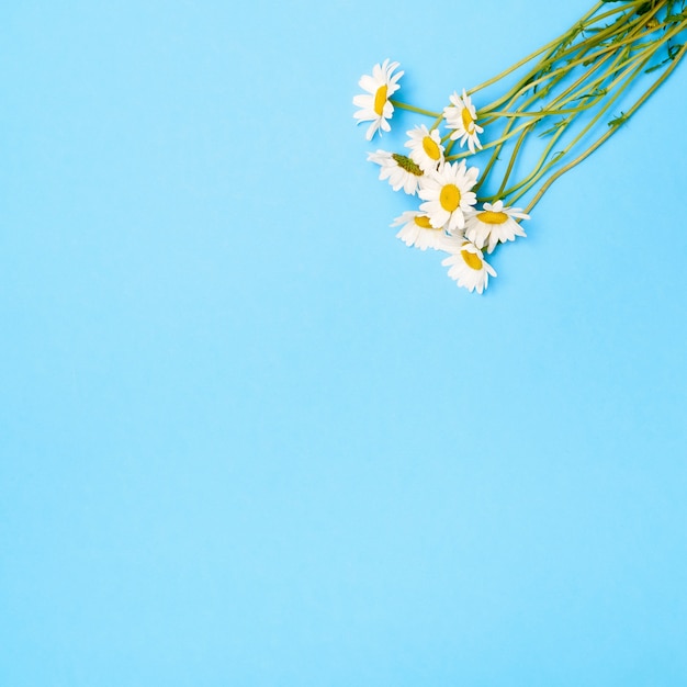 Fiori di camomilla su sfondo blu. Lay piatto, vista dall'alto, copia spazio.