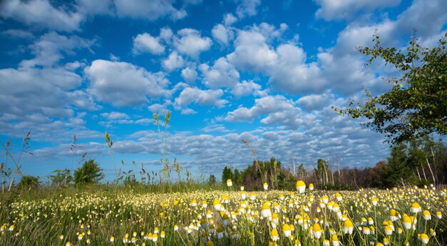 Fiori di camomilla su uno sfondo di cielo blu e nuvole bianche.