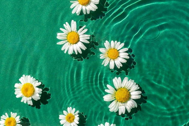 Fiori di camomilla su uno sfondo verde acquatico sotto la luce del sole Vista dall'alto piatto