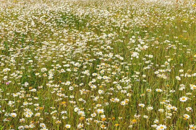 Fiori di camomilla sul campo